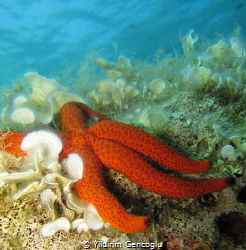 Starfish Composition by Yildirim Gencoglu 